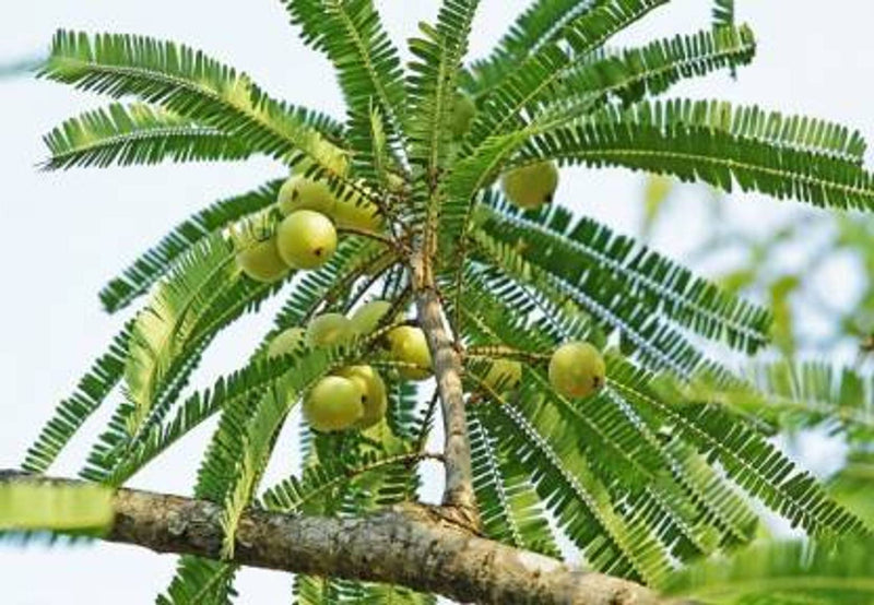 Infinite Green Kanchan  Amla Plant  (Pack of 1)