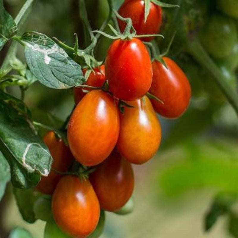Infinite Green Abhinva  Tomato Plant  (Pack of 1)