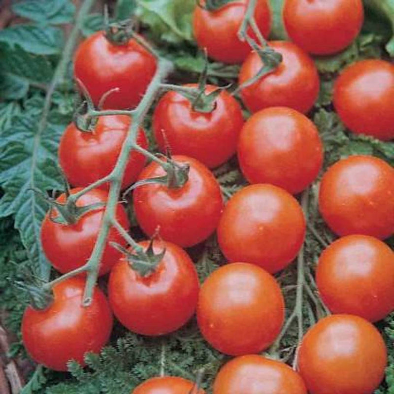 Infinite Green Tomato Plant  (Pack of 1)