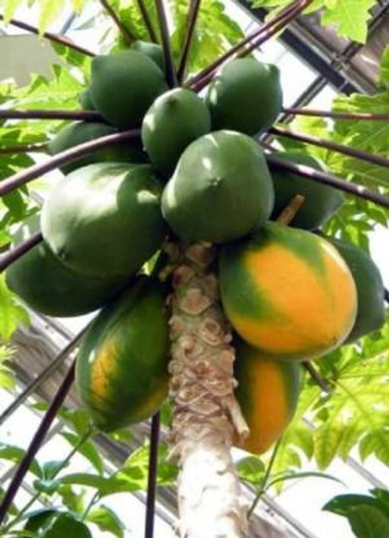 Infinite Green Washington Papaya / Papita Delicious fruit Plant (1 per packet)